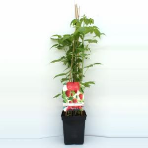 Herfstframboos (rubus idaeus "Autumn Bliss") fruitplanten - In 5 liter pot - 1 stuks