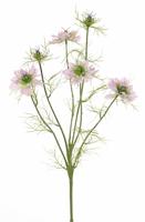Nigella lavendel h65 cm kunstbloem zijde nepbloem Driesprong Collection - Driesprong collection