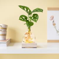 plantje.nl Hydroponie, Monstera Gatenplant, Makkelijke kamerplanten, Slaapkamer planten, Groene Kamerplanten, Woonkamer, Plant cadeau, Kamerplanten plantje.nl Hydroponie, Monstera Gatenplant, Makkelijke kamerplanten, Slaapkamer planten, Groene Kamerplanten, Woonkamer, Plant cadeau, Kamerplanten