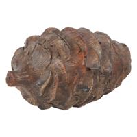 Dennenappel Jack S