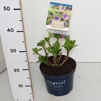 Hydrangea Macrophylla "Magical Coral Blue"® boerenhortensia - 25-30 cm - 1 stuks - thumbnail