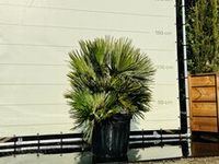 Palmboom - Chamaerops Humilis Vulcano - thumbnail