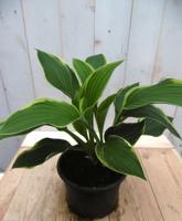 Hosta groengeel - Warentuin natuurlijk