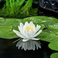 Witte waterlelie / Nymphaea ‘Gladstoniana’ - thumbnail