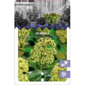 Skimmia (Skimmia Japonica “Fragrant Cloud”) heester - 25-30 cm (C10) - 5 stuks