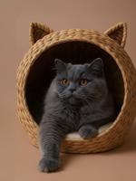 Kattenmand van waterhyacint FAMLY beige