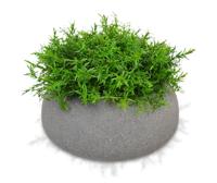 Senecio kunstplant 15cm