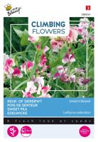 Flowering climbers lathyrus unwin's striped - Buzzy