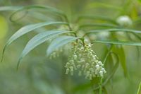 Leucothoe - thumbnail