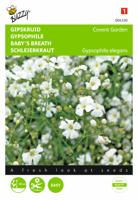 Gypsophila Covent Garden Grootbl. Wit - Buzzy