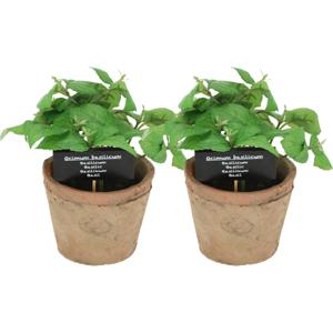 Kunstplant/kruiden basilicum - 2x - in oude terracotta pot - 18 cm - kruiden