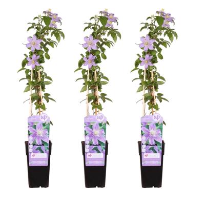 Clematis Justa Trio - Bosrank - P15