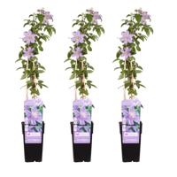 Clematis Justa Trio - Bosrank - P15