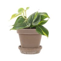 Philodendron Scandens Brasil incl. taupe pot