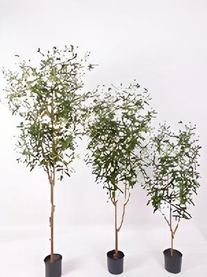 Olijfboom 180 cm kunstplant Oosterik Home - Oosterik home