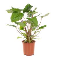 Homalomena Rubescens Maggy - P 24 cm