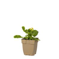 Gulden sleutelbloem[sr](Echte sleutelbloem) vaste plant Griffioen - Griffioen