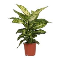 Dieffenbachia Mars - Ø17cm - ↕50cm - thumbnail