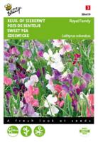 Lathyrus odoratus Royal Family Gem. - Buzzy