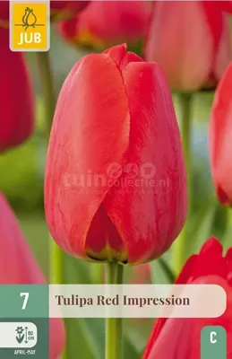 Bloembollen Tulipa Red Impression 7st Bloembollen Tulipa Red Impression 7st