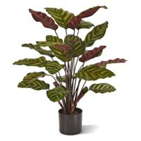 Calathea Makoyana Red 60 cm - Kunstplant Calathea Makoyana Red 60 cm - Kunstplant