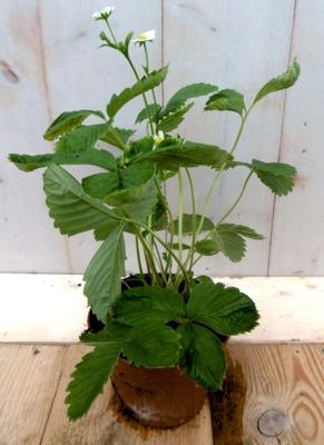 5 stuks! Vasteplant Aardbei Fragaria Warentuin Natuurlijk - Warentuin natuurlijk