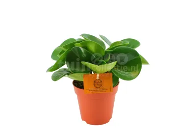 Eden Collection - Peperomia Obtusifolia