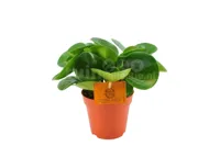 Eden Collection - Peperomia Obtusifolia