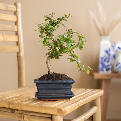 Bonsai Carmona met Blauwe Schaal - P15