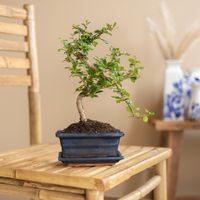 Bonsai Carmona met Blauwe Schaal - P15