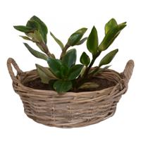 Planten/bloemen mand Levi - rotan - laag model - D30 x H13 cm - plantenpot voor buiten