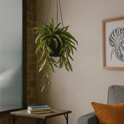 plantje.nl, 20 stuks, minimaal vier, Makkelijk te verzorgen, Groen, Mix van verschillende soorten, Mini