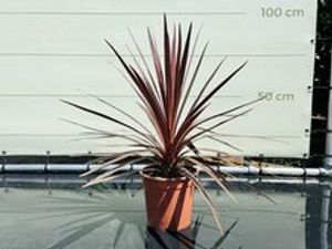 Palmboom - Cordyline Australis