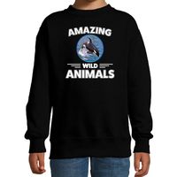 Sweater orka walvissen amazing wild animals / dieren trui zwart voor kinderen - thumbnail