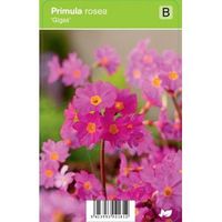 Sleutelbloem (primula rosea "Gigas") voorjaarsbloeier - 12 stuks - thumbnail