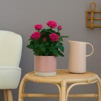 Potroos Roze - P12