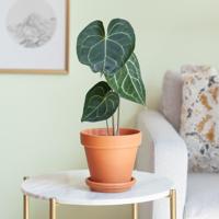 Anthurium Clarinervium - Aderplant - P12 Anthurium Clarinervium - Aderplant - P12