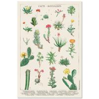 Poster Botanical Cacti 61x91,5cm