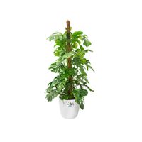 elho brussels round wheels 40cm Binnen Plantenpot Vrijstaand Polypropyleen (PP) Wit - thumbnail