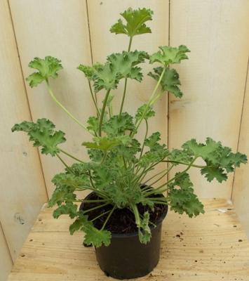 3 stuks! Citroen geranium - Warentuin natuurlijk
