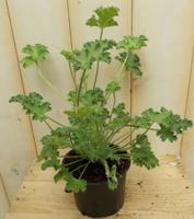 3 stuks! Citroen geranium - Warentuin natuurlijk