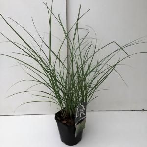 Prachtriet (Miscanthus sinensis "Adagio") siergras