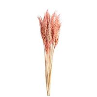 Pampas pluim - roze - 70 cm - Leen Bakker