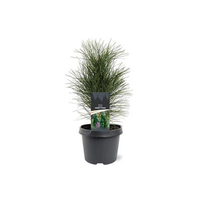 Pinus nigra Green Tower 25-30 cm Conifeer - Warentuin natuurlijk