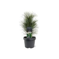 Pinus nigra Green Tower 25-30 cm Conifeer - Warentuin natuurlijk