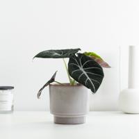 Alocasia Reginula Black Velvet - P12