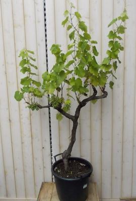 Druifboom 100 cm - Warentuin natuurlijk