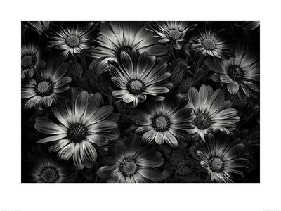 Bloemen in Zwart-Wit Art Print Dennis Frates 60x80cm