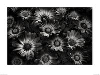 Bloemen in Zwart-Wit Art Print Dennis Frates 60x80cm - thumbnail