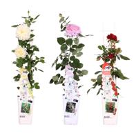 3x - Rosa mix - ↨65cm - Ø15 3x - Rosa mix - ↨65cm - Ø15